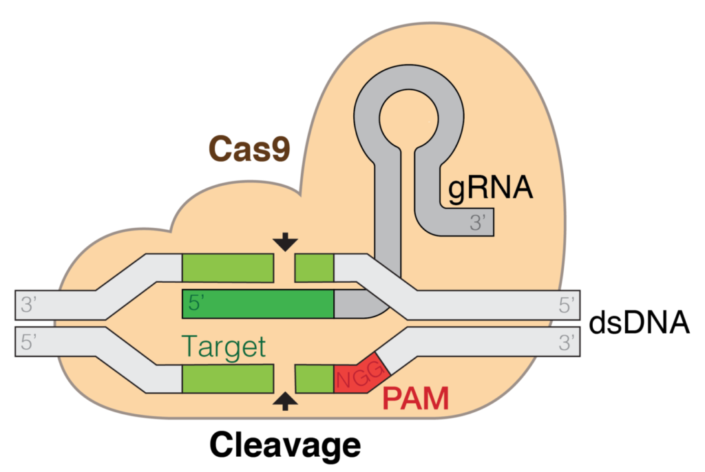 CRISPR - CAS9 bioterrorism