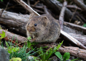 Pathogen Spread Through Supergene Rats