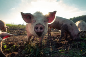 The Online Dating Pig Experiment