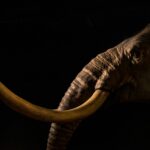 Woolly Mammoth