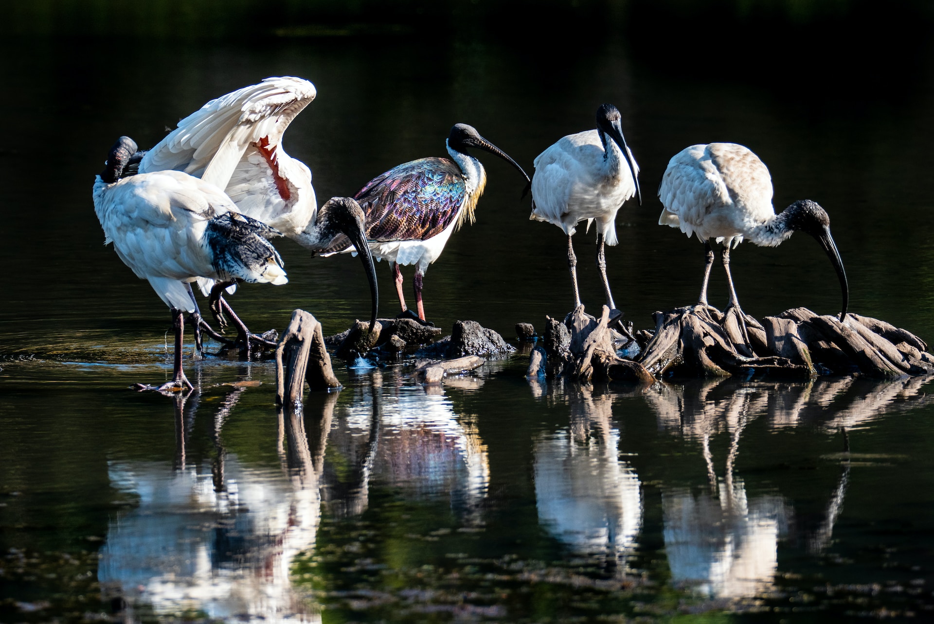 turning the birds gay header